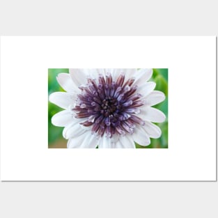 Osteospermum  Flower Power Double Series  Double White Posters and Art